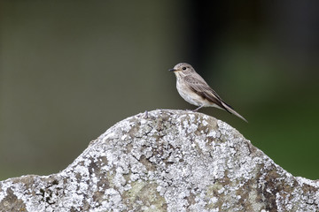 Spotted flycatcher, Muscicapa striata,