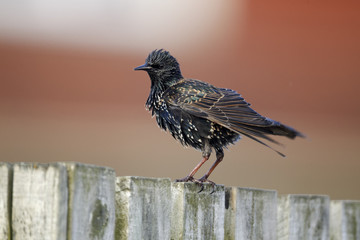 Starling, Sturnus vulgaris