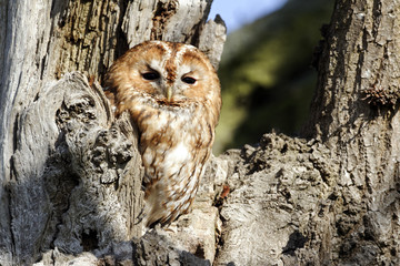 Obraz premium Tawny owl, Strix aluco
