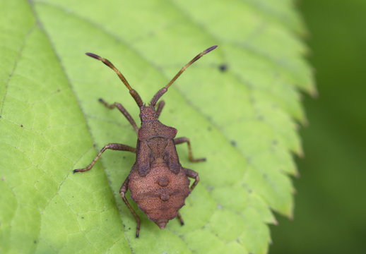 The bedbug (lat. Coreus marginatus).
