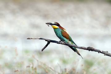 European Bee-eater