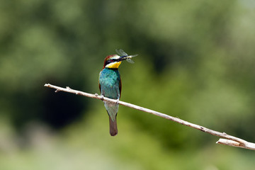 European Bee-eater