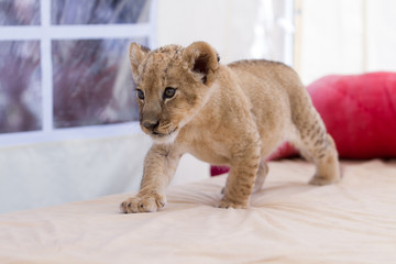 Cute little lion cub