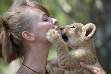 Naklejka premium Girl plays with little African lion cub. Young female takes care of a wild animal
