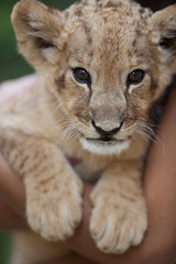 Portrait of cute lion cub