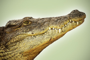 Obraz premium Picture of the head of an dangerous alligator