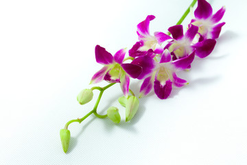 Fototapeta na wymiar Orchid on white background