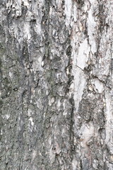 bark of tree texture