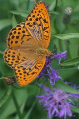 Beautiful large butterfly Argynnis on a flower