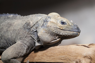 Reptil