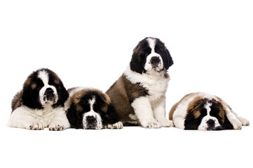 St Bernard puppies isolated on white