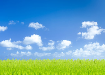 Fototapeta na wymiar Green grass fields with blue sky background