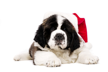 Christmas St Bernard puppy on white