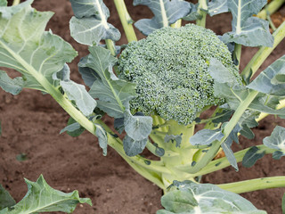 Gemüseanbau - Brokkoli zum Erntezeitpunkt