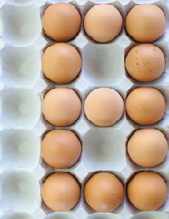 fresh eggs in pater tray