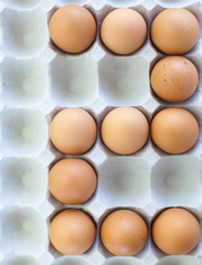 fresh eggs in pater tray