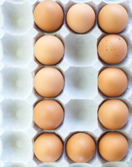 fresh eggs in pater tray