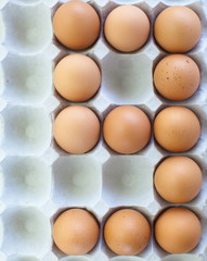 fresh eggs in pater tray