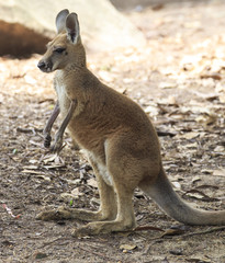 Closeup portrait of Australian red kangaroo. 