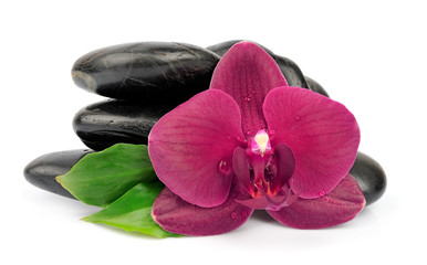 Orchid on black stones