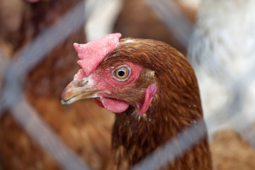 Hen on the farm