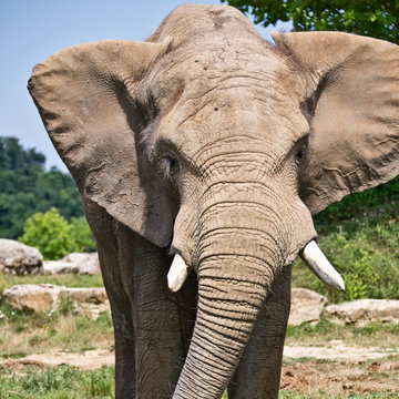 Eléphant d'Afrique, de face