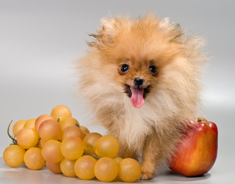 Pomeranian with fruit