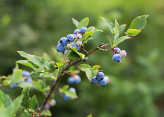 Blueberries