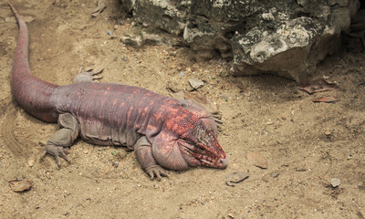 close-up of  iguana 