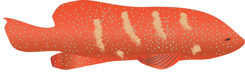 A Coral Grouper(Plectropomus pessuliferus) isolated on white