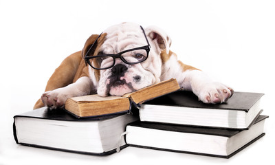 purebred english Bulldog in glasses and book