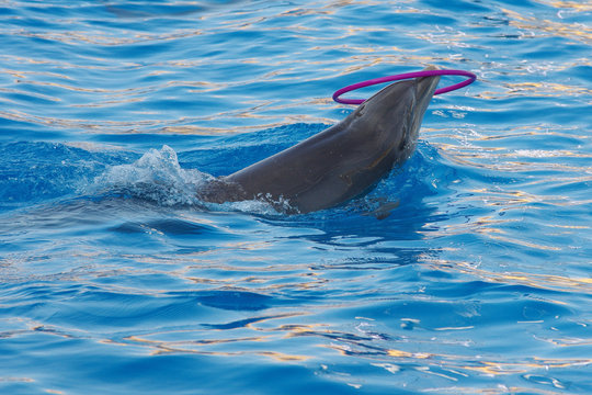 delfino - cetaceo