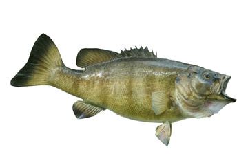 Smallmouth bass isolated on a white background - obrazy, fototapety, plakaty