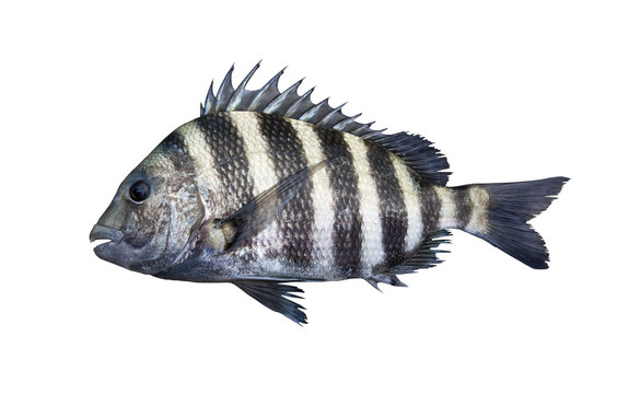 Sheepshead Fish Isolated On White