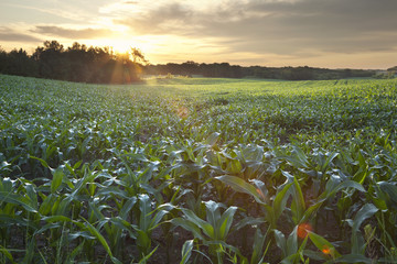 Field of young corn at sunrise