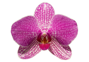 Fototapeta na wymiar Coeur d'orchidée