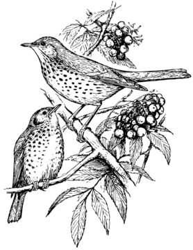 Bird Song Thrush