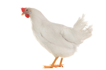 hen