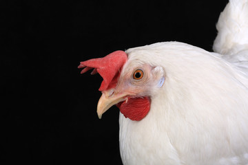 hen