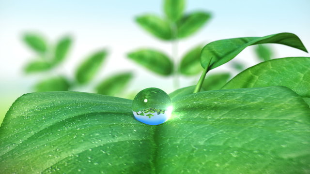 Dewdrop on leaf, Beautiful animation. HD 1080.