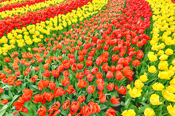 Fototapeta na wymiar Large garden with blooming red and yellow tulips