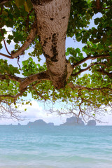 Trees extending into the sea.