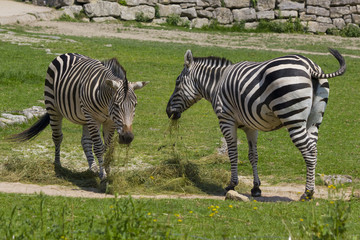 Zebras