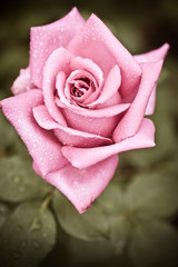 Beautiful pink rose flower with water drops growing in garden