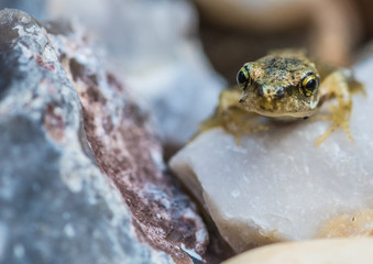 Amongst The Gravel