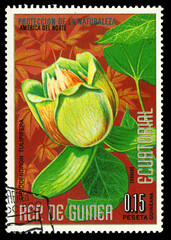 EQUATORIAL GUINEA - CIRCA 1974 shows Liriodendron Tulipifera