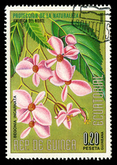 EQUATORIAL GUINEA - CIRCA 1974 shows Begonia Incarnata
