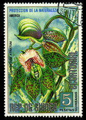 EQUATORIAL GUINEA - CIRCA 1974 shows Catasetum Atratum