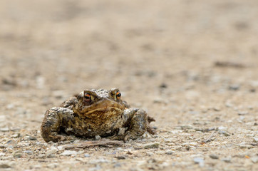 Toad