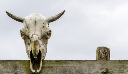 Fototapeta na wymiar Animal skull on a fence
